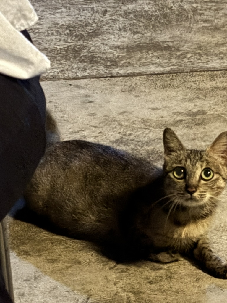 抬头看镜头的狸花猫