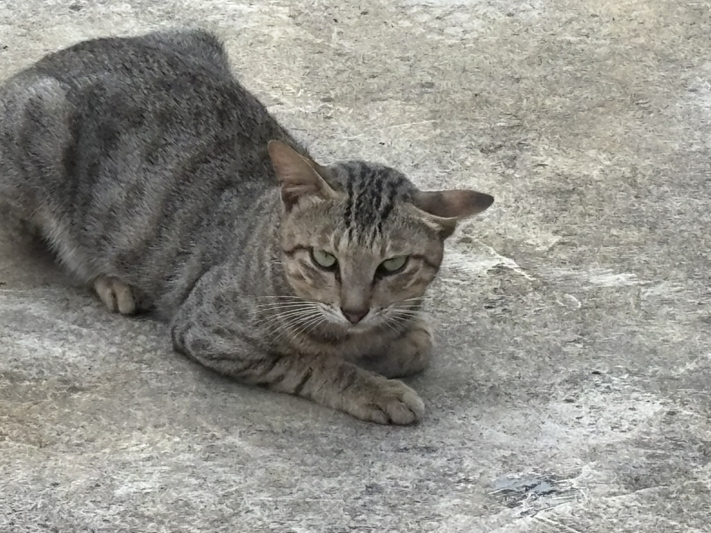 趴在地上的狸花猫